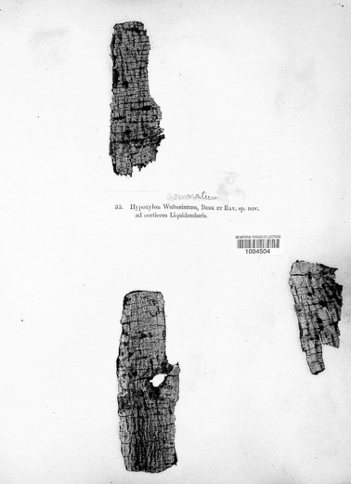 Hypoxylon gemmatum image